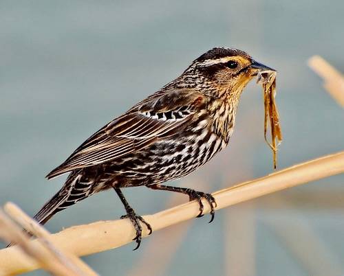 Female Red-winged Blackbird nest building by Hal Trachtenberg is licensed under CC BY-NC 2.0.